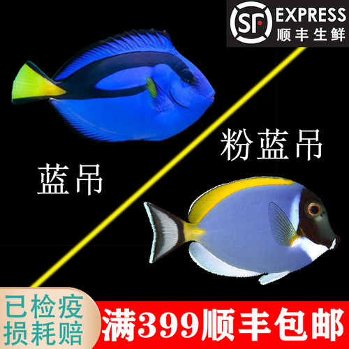 蓝吊多莉海水鱼食藻小丑鱼海水鱼