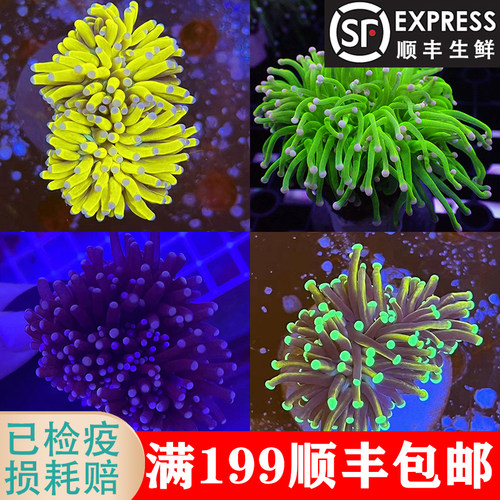 桑桑水族火柴头印尼沙巴澳洲