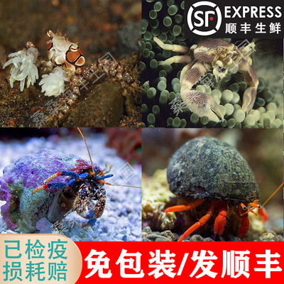 拳击海水鱼活体生物红脚寄居蟹