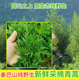 四川秦巴高山野生新鲜现摘青蒿叶菜原生态纯野生活农产品黄蒿苦蒿