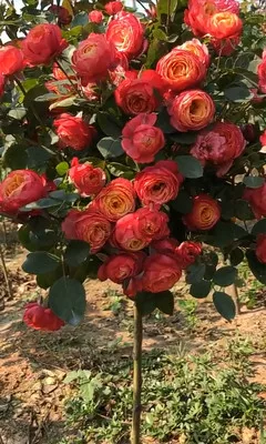 浪漫比克 棒棒糖树状月季花苗四季开花浓香庭院阳台盆栽花卉植物