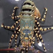 大花龙活冻鲜活大花龙小青龙活冻花龙虾冷冻澳龙大龙虾可刺非净重