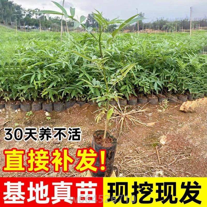 花椒]大红袍苗花椒营养地杯苗种植麻椒青南北栽四川盆栽花椒食用