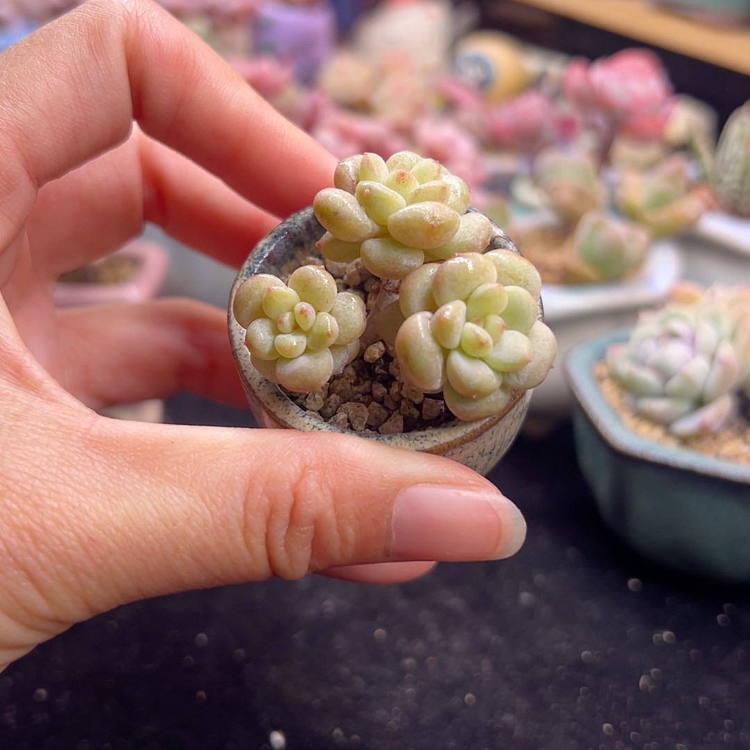 阳光玫瑰 带盆土,鲜花速递/花卉仿真/绿植园艺,多肉植物,淘宝优惠券,粉丝福利购,淘宝优惠卷