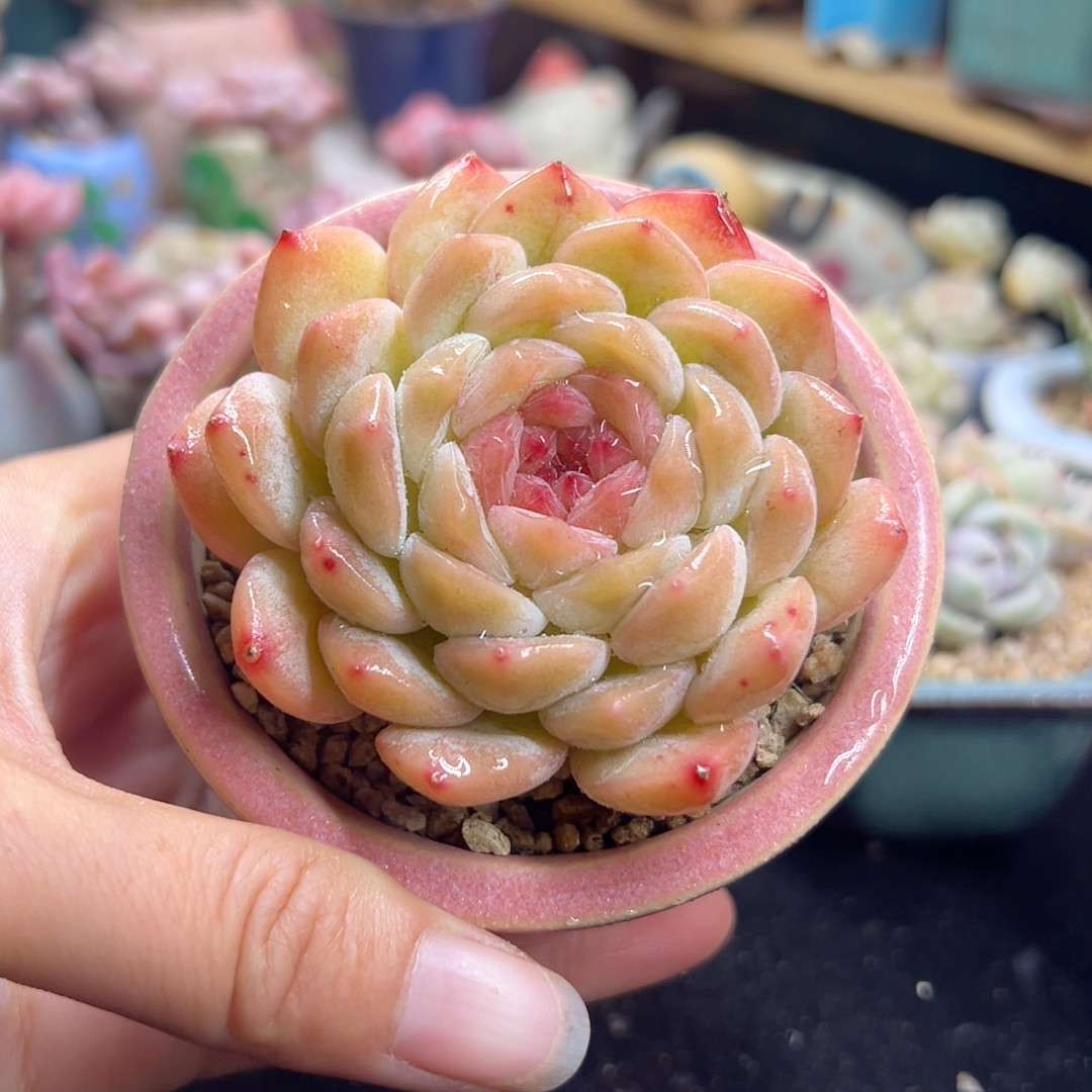 溏心 带盆土,鲜花速递/花卉仿真/绿植园艺,多肉植物,淘宝优惠券,粉丝福利购,淘宝优惠卷