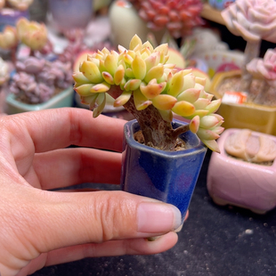 马库斯缀化 带盆土