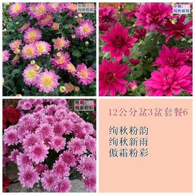 12公分盆球菊组合盆套餐 一年2次花千头菊花园菊花小菊盆栽秋菊