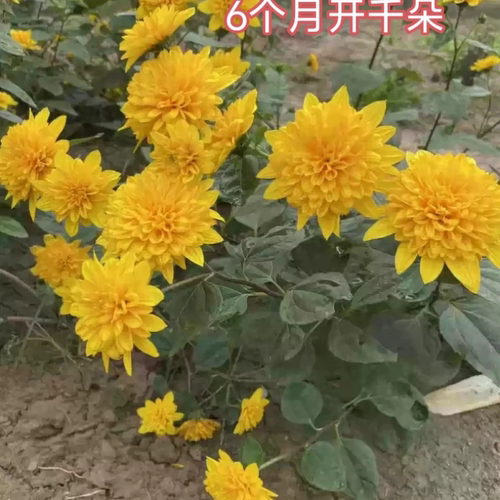 包邮多年生宿根重瓣向日葵盆栽 千朵花露天阳台花园高温低温 花卉