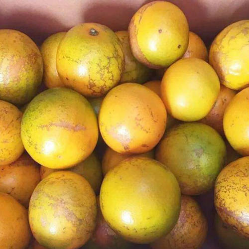 云南哀牢山褚硕花斑橙