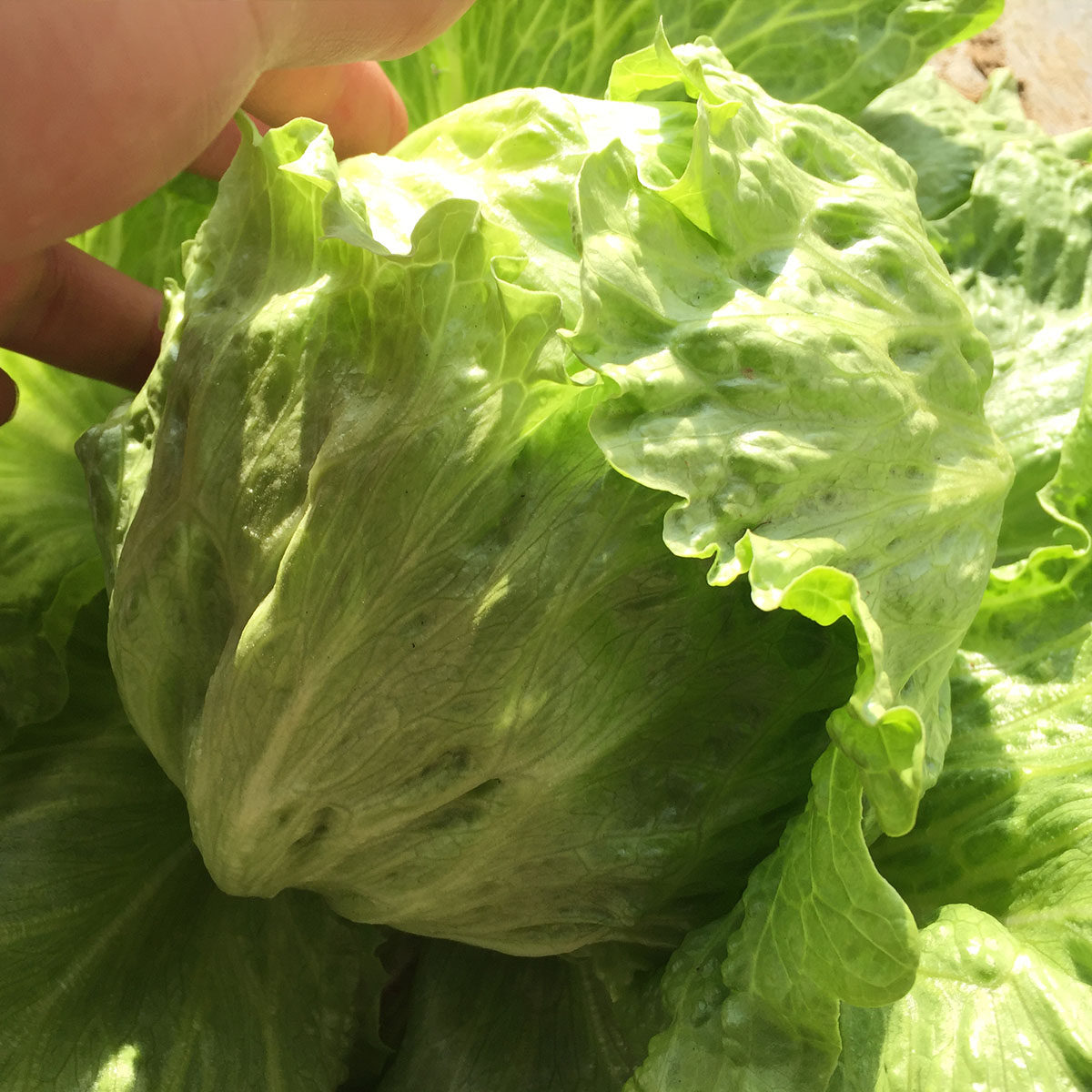 北京无公害蔬菜新鲜沙拉球生菜圆球包菜现摘500g满98元京津冀包邮