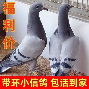 活的鸽子带环小信鸽正品家飞鸽子活物公母一对现货养殖场发货包活