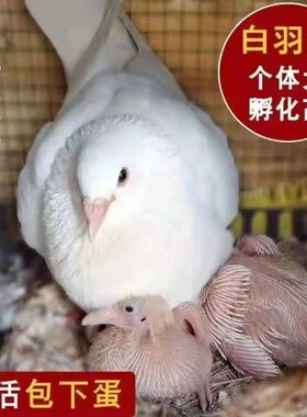 农家散养土鸽子活的公母一对幼鸽白色灰色鸽包下蛋正品现货包活