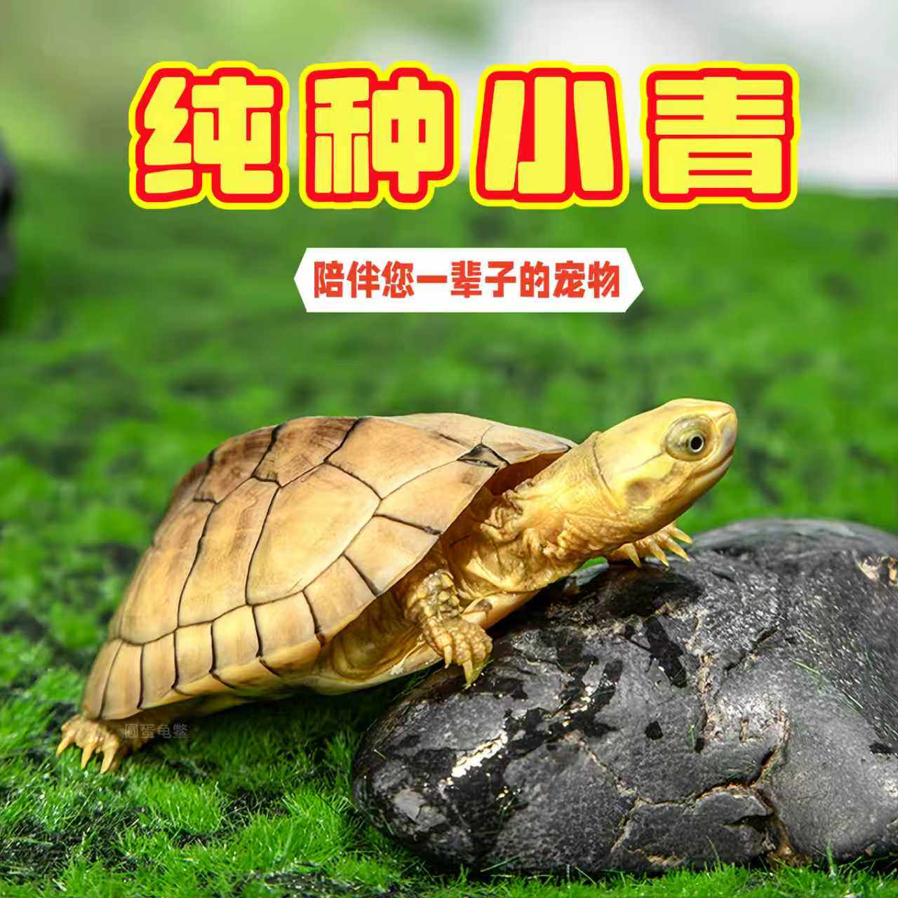 纯种小青龟三黄北种龟黄金长寿龟观赏宠物龟小乌龟活物