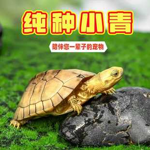纯种小青龟三黄北种龟黄金长寿龟观赏宠物龟小乌龟活物