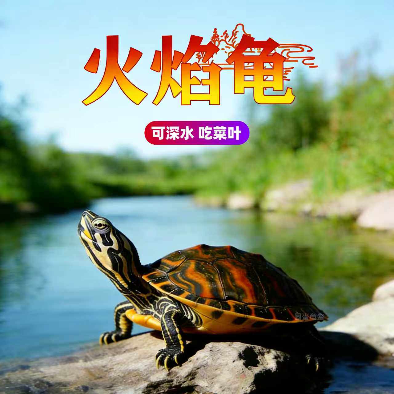 【深水龟】火焰龟乌龟活物宠物龟红腹火焰龟小乌龟活体观赏龟招财
