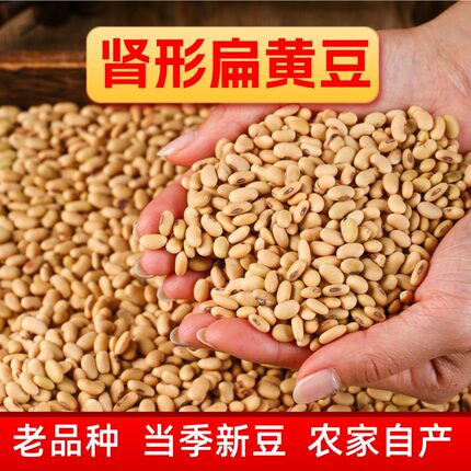 肾形 扁黄豆打豆浆 发豆芽专用山西农家自种 新货老品种 小颗粒