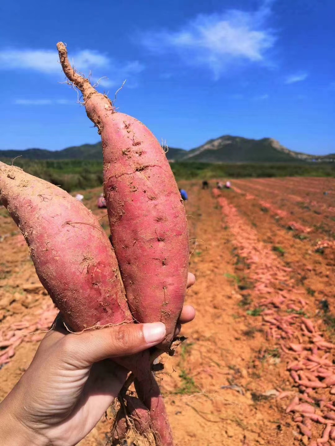 直发山东烟薯25号烤地瓜糖心流油