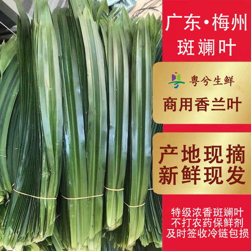 斑斓叶新鲜香兰叶商用烘焙糕点