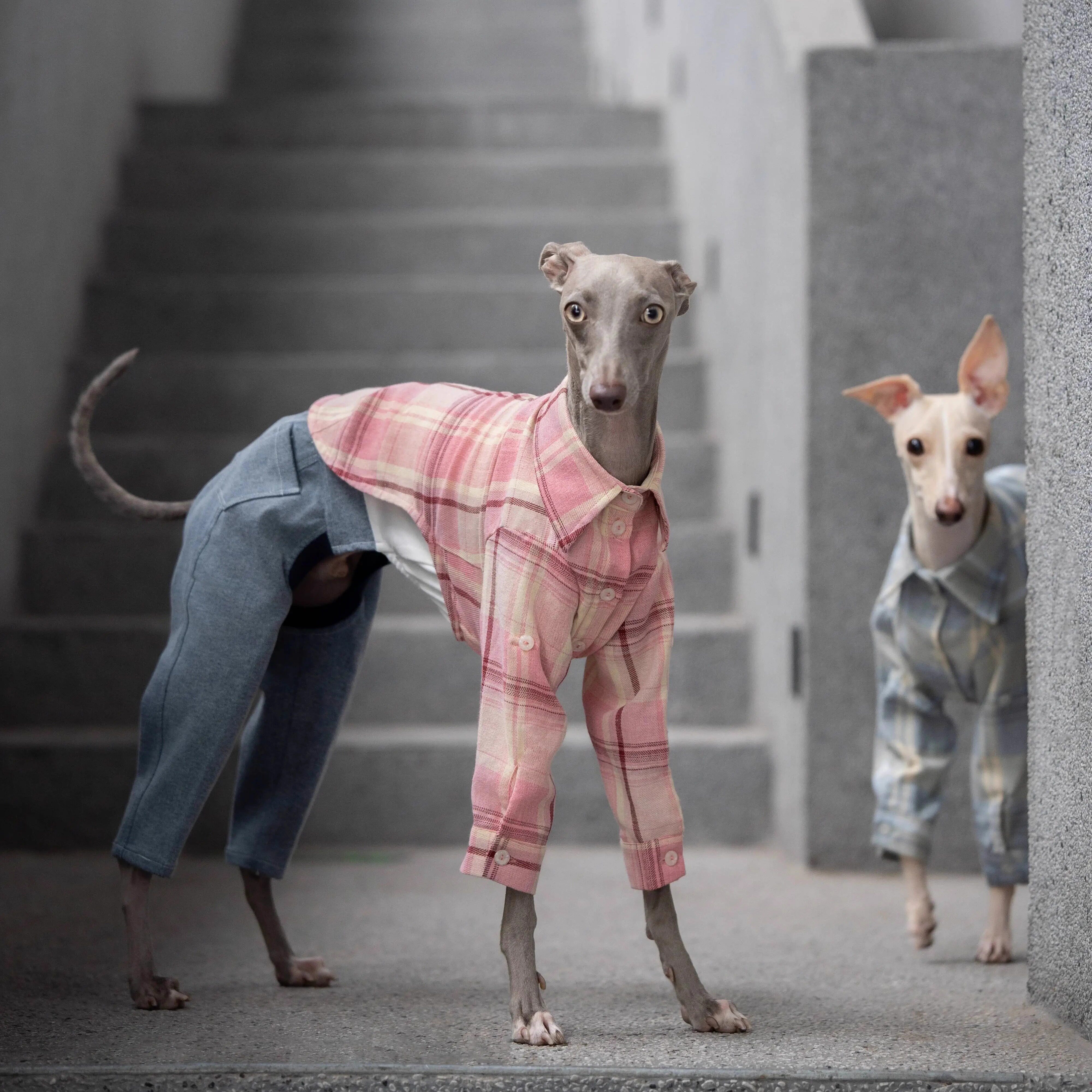 小灵缇惠比特潮流狗衣服