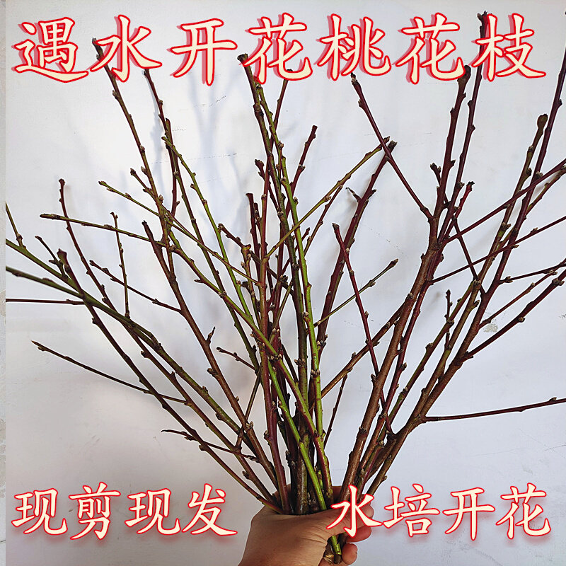 家用桃花枝插花瓶水培开花桃树枝干枝客厅窗台鲜切枝条水养桃木枝
