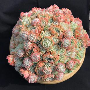 小叶冰梅月影多肉植物盆栽群生多头冰莓鬼魅贝瑞肉肉办公室内花卉