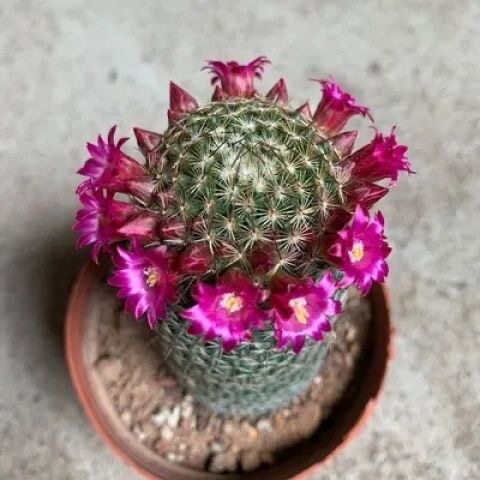 马图达仙人球群生开花多肉植物办多肉植物
