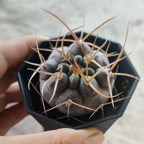 实生根守金摩天龙植物组合盆栽套餐新手阳台