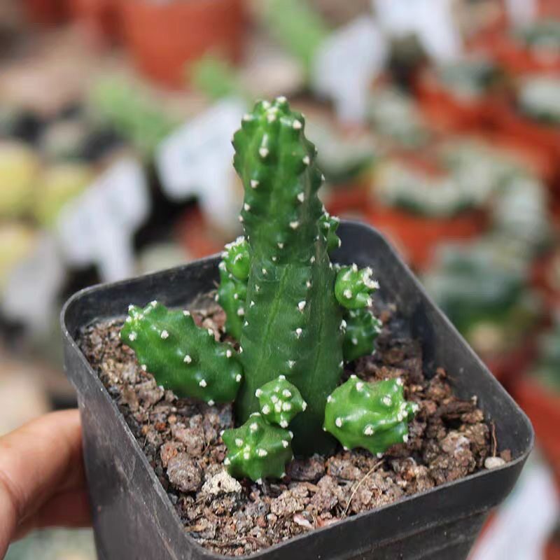 水仙情郎仙人球多肉植物组合盆栽花卉绿植室内阳台办公室防辐射