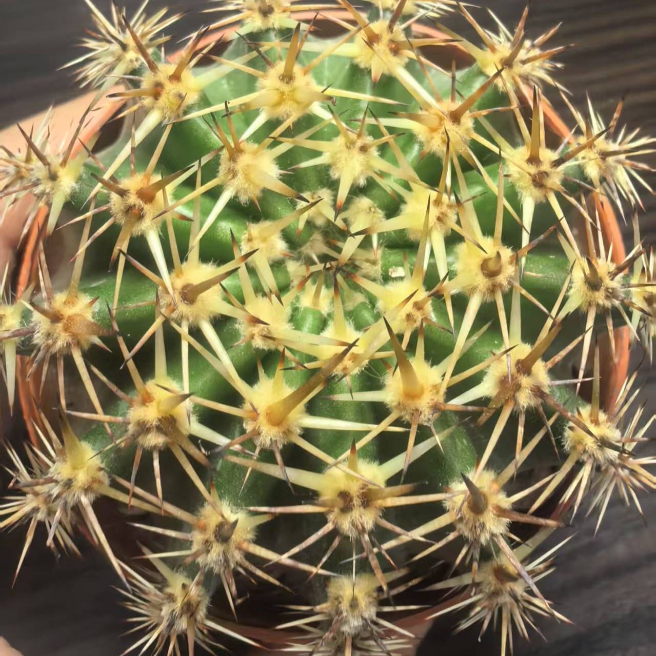 彩草仙人球会开花的仙人球新手萌多肉植物