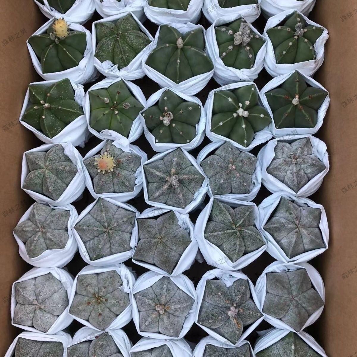五角琉璃白沙鸾凤玉多肉植物组合多肉植物
