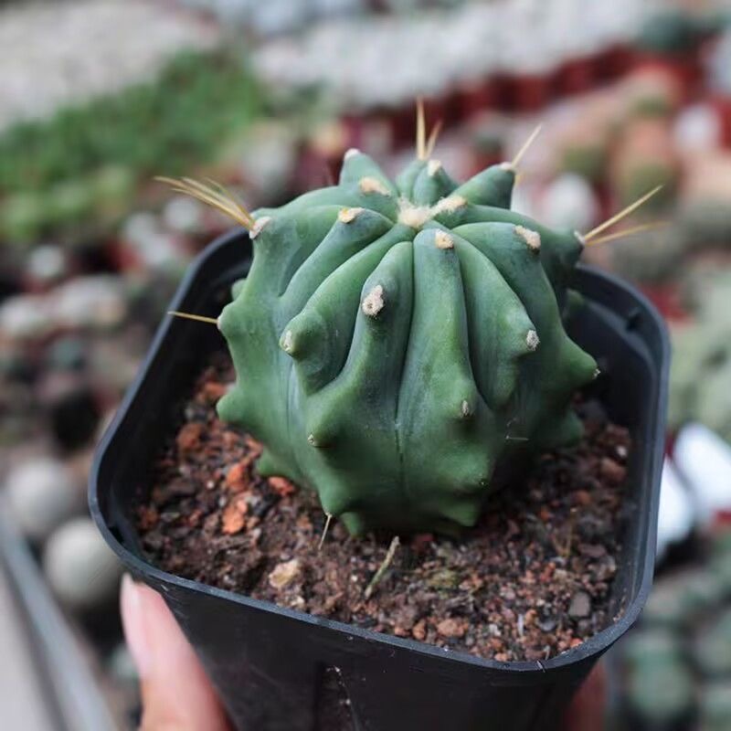 王冠龙开花仙人球新款小黄花办公室内多肉植物无刺仙人球