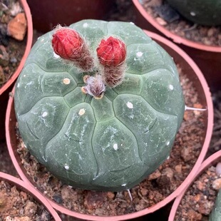 奇仙玉仙人球稀有花开花多肉植物组合防辐射