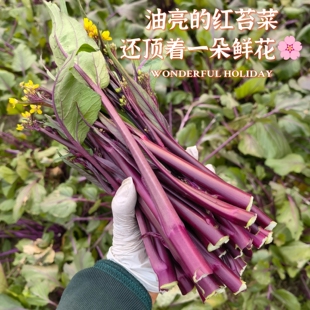 红苔菜 自然农法13年老店 店铺 露天 这是家有季 节 已过季