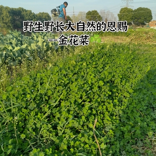 13年老店 金花菜 已过季 店铺 野生野长 这是家有季 节