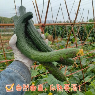 自然农法14年老店 大黄瓜 不顶鲜花瓜熟蒂落 自然曲直 新鲜蔬菜