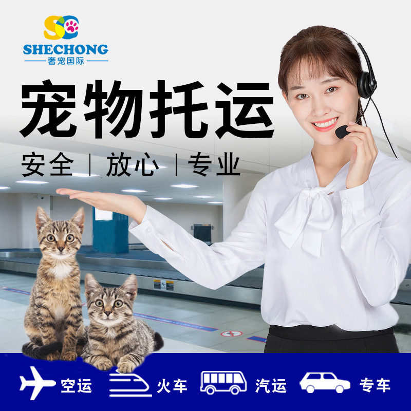 宠物托运服务全国猫咪上海北京广州杭州成都航空箱高铁快递顺风车
