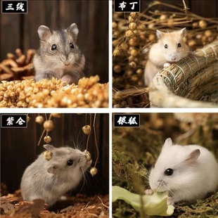 小仓鼠活物 上海自提山东发货三线银狐一对宝宝仓鼠宠物 新疆不发