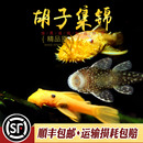 24K红眼蓝眼异型鱼除藻青苔活体 胡子鱼集锦热带观赏鱼小型清道夫