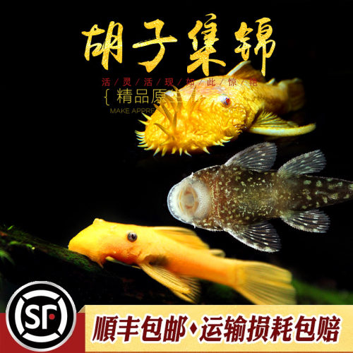 异型清洁工具鱼底栖热带胡子鱼