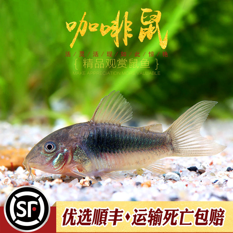 咖啡鼠鱼水草缸底栖鱼清理饲料残渣青铜小老鼠鱼翻底沙热带鱼活体