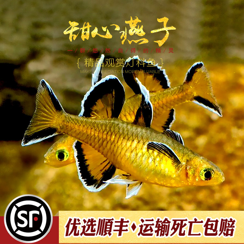太平洋甜心燕子鱼热带鱼观赏鱼橘色蓝眼珍珠燕子美人七彩霓虹活体