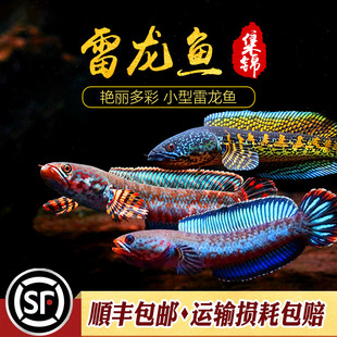 阿萨姆蓝帆奶茶雷龙鱼蓝宝石七彩雷龙巴卡幼苗子淡水中小型观赏鱼