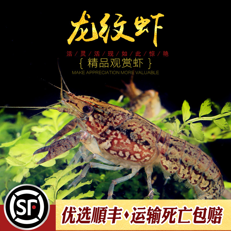 新手入门小龙虾单性繁殖水族乡