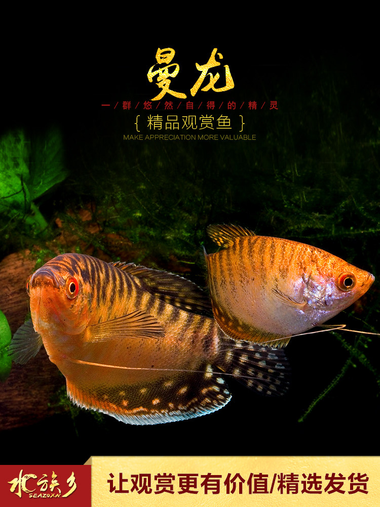 Man red dragon small tropical ornamental fish Yellow Man Red Dragon Blue Man Long Non-oxygenated practice freshwater fish tolerance