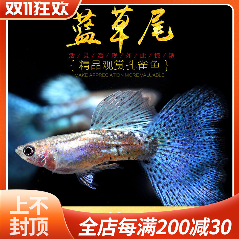 蓝草尾孔雀鱼红草热带观赏鱼精品纯种日本兰草尾大C缎带宠物活体属于什么档次？