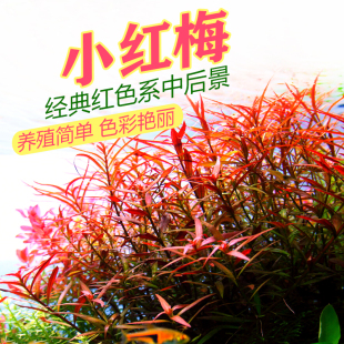 小红梅水草鱼缸造景水族箱中后景绿色红色有茎类大红梅小红莓活体