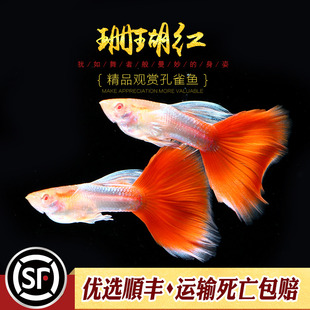 珊瑚红精品孔雀鱼天空蓝白红白红礼服水族淡水热带观赏鱼活体小鱼