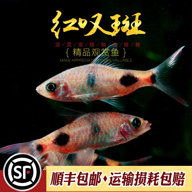 红叹斑鱼进口原生鱼大斑道金斯鲃印度鱼水草缸群游热带观赏鱼活体