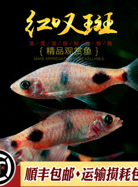 红叹斑鱼进口原生鱼大斑道金斯鲃印度鱼水草缸群游热带观赏鱼活体