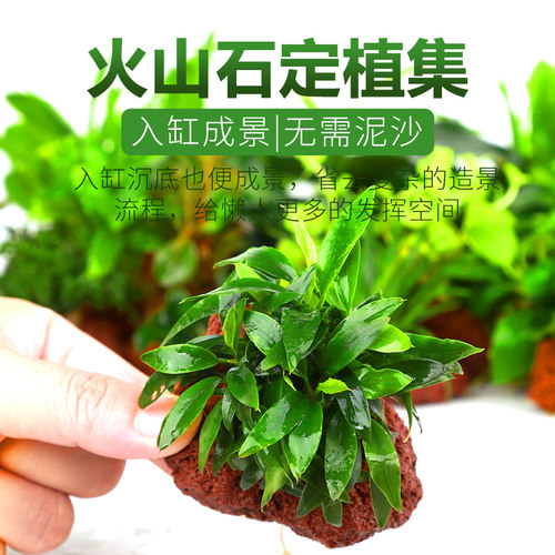 火山石定植集锦懒人草中后景莫斯